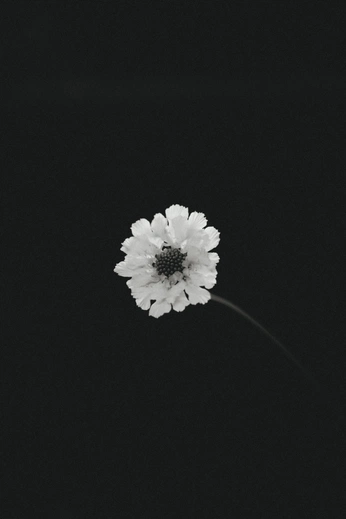 A cover of "details" cluster. The owner is mariawer. The cluster consists of 12 elements.