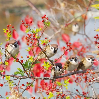 A cover of "Nature" cluster. The owner is mumimimi3. The cluster consists of 315 elements.