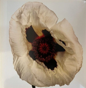 A cover of "flowers" cluster. The owner is karinaglushkova. The cluster consists of 1 element.