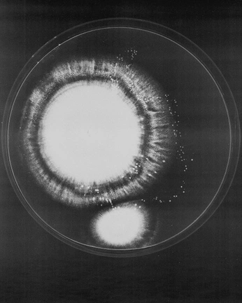 A cover of "cells" cluster. The owner is sophiameek. The cluster consists of 3 elements.