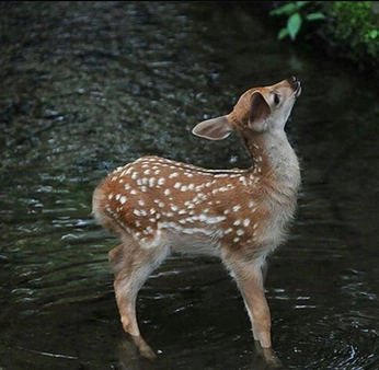A cover of "fawn" cluster. The owner is miserablefawn. The cluster consists of 5 elements.