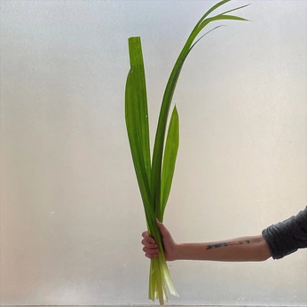 A cover of "Greens/Flowers" cluster. The owner is mestriner. The cluster consists of 24 elements.