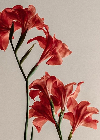 A cover of "Les Bobbine" cluster. The owner is lientje. The cluster consists of 22 elements.