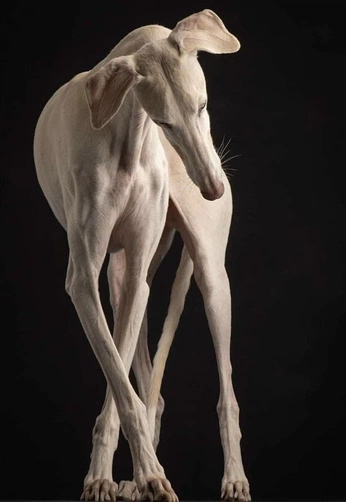 A cover of "Dog" cluster. The owner is liliseries. The cluster consists of 14 elements.