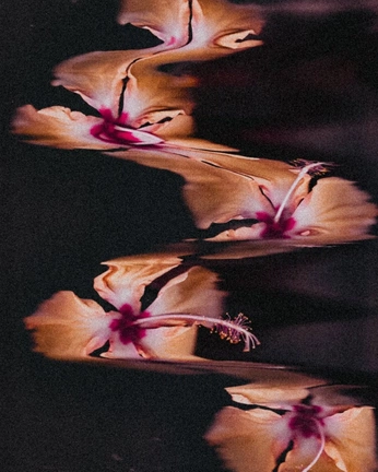 A cover of "Scan" cluster. The owner is priscilafileti. The cluster consists of 18 elements.