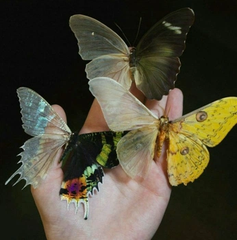 A cover of "Angelic Aura" cluster. The owner is cieloaura. The cluster consists of 21 elements.