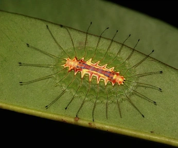 A cover of "petite bete" cluster. The owner is monalequeau. The cluster consists of 2 elements.