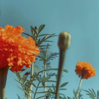 A cover of "Stud ref" cluster. The owner is jennly. The cluster consists of 4 elements.