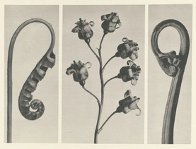 Karl Blossfeldt’s Urformen der Kunst (1928)