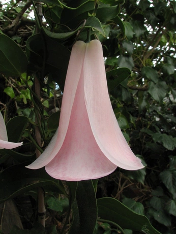 A cover of "tea set- nature" cluster. The owner is emmamax. The cluster consists of 7 elements.