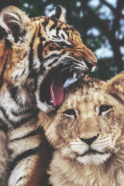 An image added by scottishimo on Apr 06, 2025. May present: тигр и львица, bengal tiger, lion, tigon, liger.