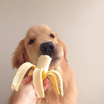 A cover of "Golden Retriver" cluster. The owner is aespa.karina. The cluster consists of 46 elements.