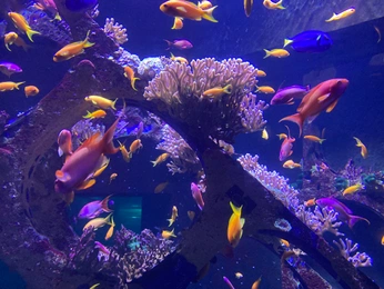 A cover of "Animals" cluster. The owner is lobke. The cluster consists of 7 elements.