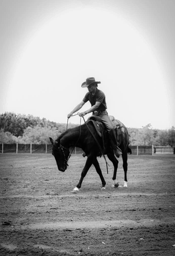 A cover of "Haras HBM" cluster. The owner is la.depaula. The cluster consists of 14 elements.