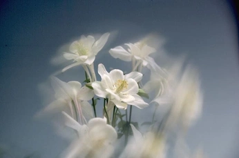 A cover of "Mila" cluster. The owner is lakayarenee. The cluster consists of 3 elements.