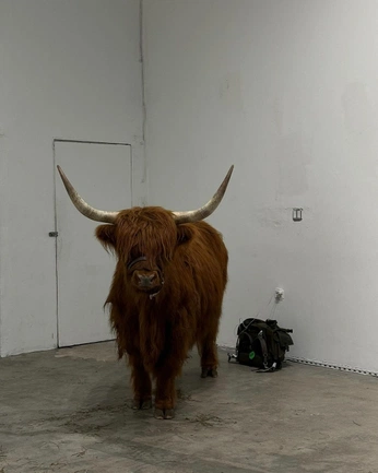 A cover of "CONSULT" cluster. The owner is lilysmyth. The cluster consists of 11 elements.