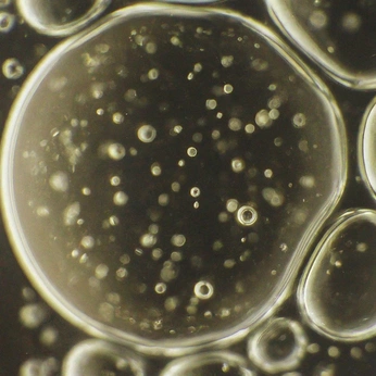 A cover of "Organic" cluster. The owner is rmunozan. The cluster consists of 9 elements.