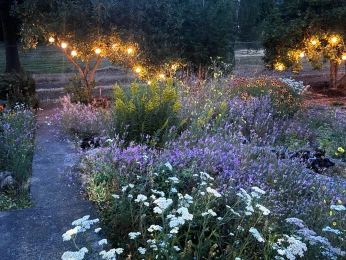 A cover of "Cottage" cluster. The owner is oxalisgardenspdx. The cluster consists of 1 element.