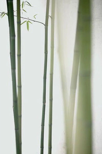 A cover of "Bamboo" cluster. The owner is rebeccaorlov. The cluster consists of 7 elements.