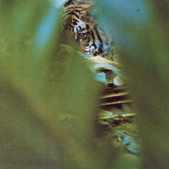 A cover of "Best Cowboy" cluster. The owner is lynx.hm. The cluster consists of 31 elements.