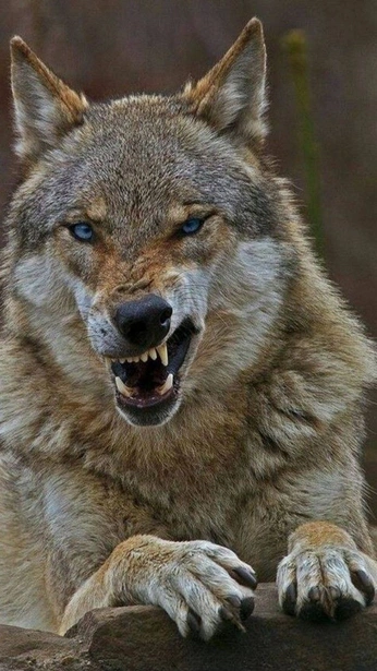 A cover of "Never Enough" cluster. The owner is thenorthstr. The cluster consists of 1 element.