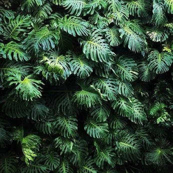 A cover of "green thumb 🌱" cluster. The owner is yamoaa. The cluster consists of 44 elements.