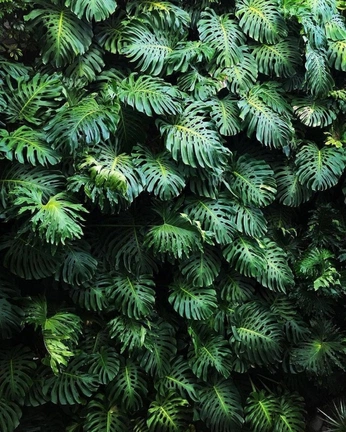 A cover of "plant wall" cluster. The owner is nikit. The cluster consists of 7 elements.