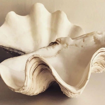 A cover of "…" cluster. The owner is sophy. The cluster consists of 13 elements.