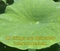 Cover of green cluster