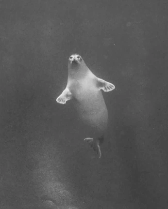 A cover of "underwater" cluster. The owner is leisserafim. The cluster consists of 36 elements.