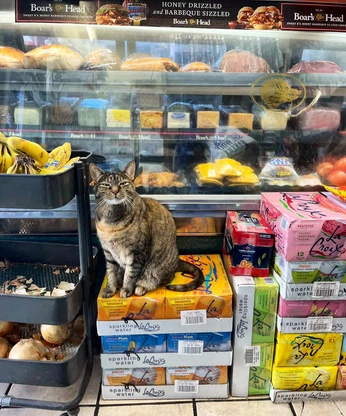 A cover of "Animal" cluster. The owner is ian.jo. The cluster consists of 5 elements.