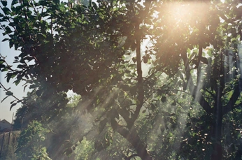 A cover of "Film 🎞️" cluster. The owner is dailydiana. The cluster consists of 2 elements.