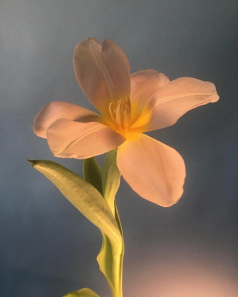 A cover of "Calm" cluster. The owner is fimcc. The cluster consists of 13 elements.