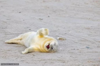 An image added by fiatlux on Oct 20, 2024. May present: comedy wildlife photography awards 2024, wildlife photography, comedy wildlife photography awards, photography, laughter.