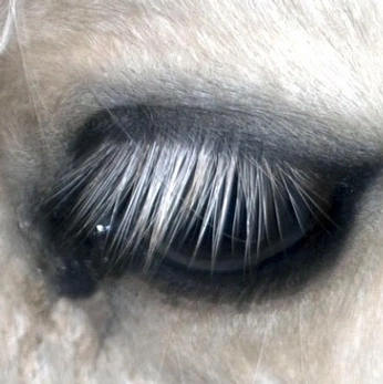 A cover of "🖋️-West♟️🍂" cluster. The owner is httpguirio. The cluster consists of 15 elements.