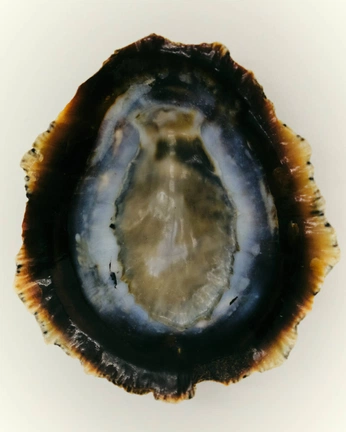 A cover of "moodboard" cluster. The owner is linnelizabeth. The cluster consists of 12 elements.