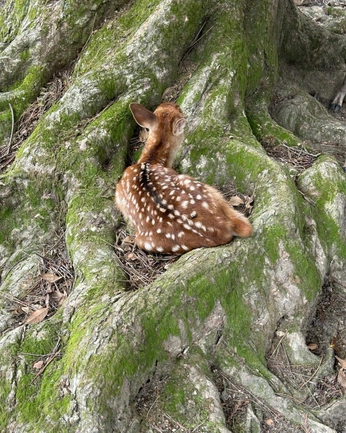 A cover of "me" cluster. The owner is lolapalooza. The cluster consists of 5 elements.