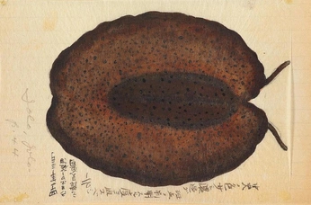 A cover of "Nat world illustrated" cluster. The owner is simone5. The cluster consists of 1 element.