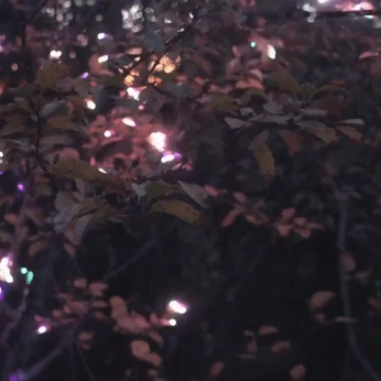 A cover of ".mp4" cluster. The owner is neopet. The cluster consists of 62 elements.