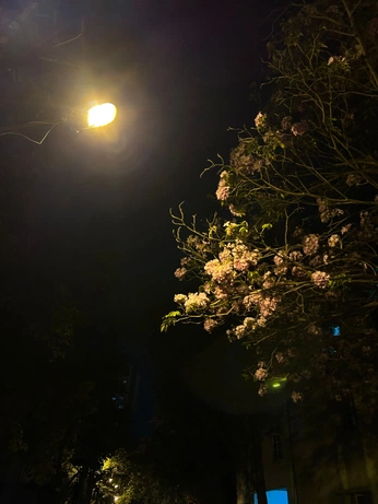 A cover of "Meh" cluster. The owner is nishh. The cluster consists of 1 element.