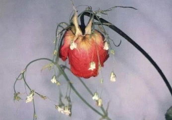 A cover of "nature" cluster. The owner is ellaralston. The cluster consists of 3 elements.