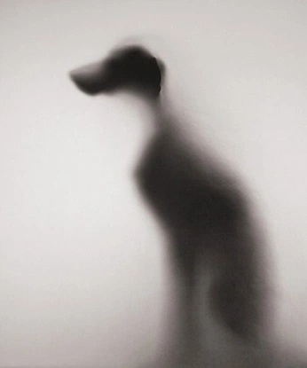 A cover of "Shadows" cluster. The owner is studioseven. The cluster consists of 14 elements.