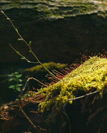 A cover of "Sunny forest" cluster. The owner is noraaaaa. The cluster consists of 33 elements.