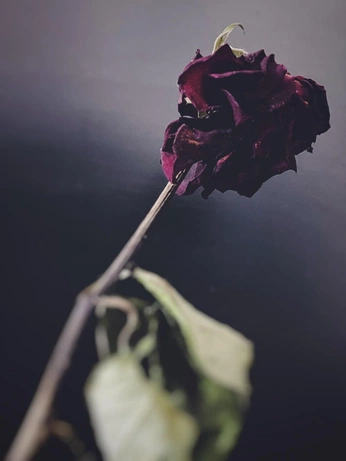 A cover of "Vez" cluster. The owner is parvez. The cluster consists of 9 elements.