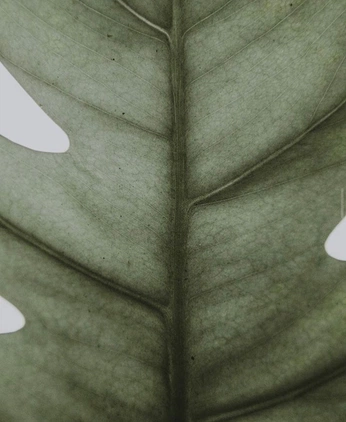 A cover of "Green" cluster. The owner is ammee. The cluster consists of 5 elements.