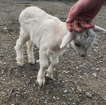 A cover of "GOAT" cluster. The owner is blamo. The cluster consists of 5 elements.
