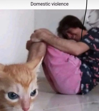 A cover of "funny cats" cluster. The owner is barcoded. The cluster consists of 11 elements.