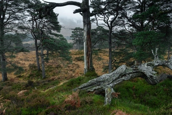 A cover of "nature" cluster. The owner is slavalos. The cluster consists of 4 elements.