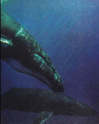 A cover of "Sea Life" cluster. The owner is whaleofneptune. The cluster consists of 1 element.