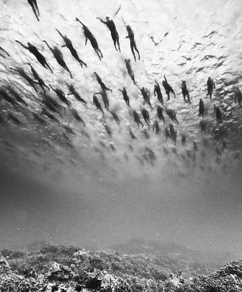 A cover of "teraz już tylko kruki" cluster. The owner is catinosaur. The cluster consists of 60 elements.